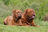 DOGUE DE BORDEAUX